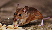 24 Hour & Emergency Exterminators in Russell, ND